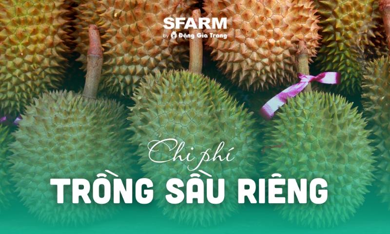 Hình ảnh tổng hợp các khoản mục chi phí trồng 1 ha sầu riêng theo từng giai đoạn, từ đầu tư ban đầu đến kinh doanh